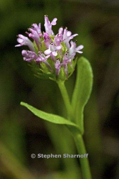 plectritis ciliosa 1 graphic